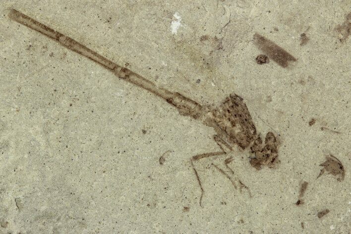Damselfly (Zygoptera) Fossil - Green River Formation, Utah #356667